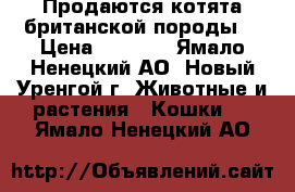 Продаются котята британской породы  › Цена ­ 5 000 - Ямало-Ненецкий АО, Новый Уренгой г. Животные и растения » Кошки   . Ямало-Ненецкий АО